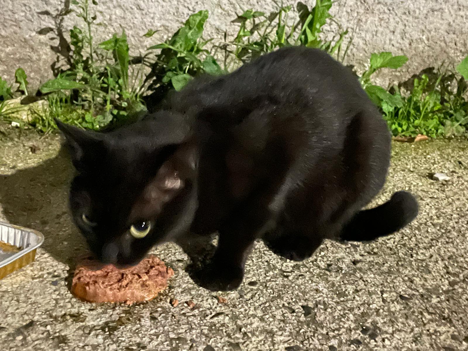 UCELA - Unis pour les Chats Errants, Libres et Abandonnés