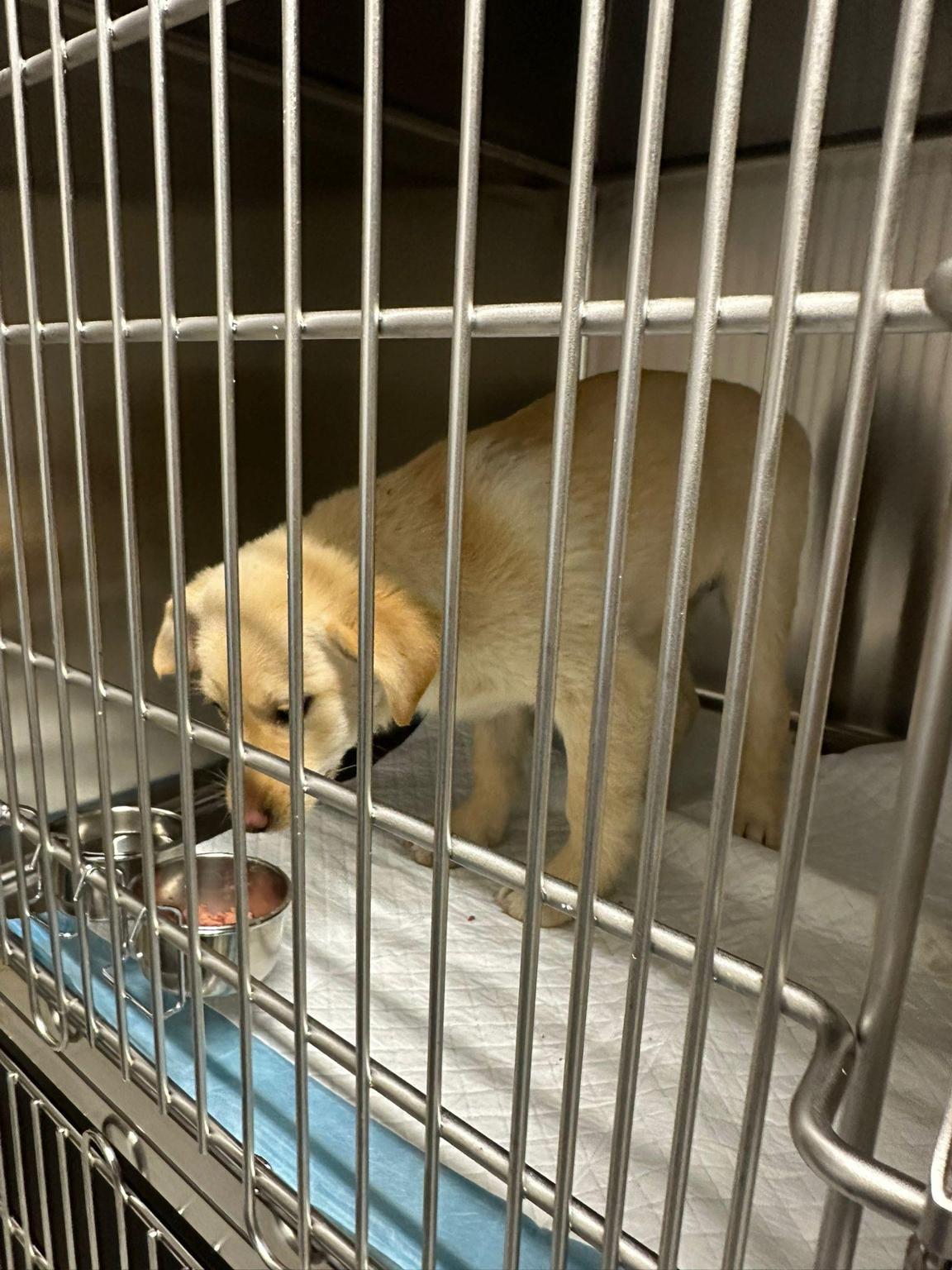 AdottaunCaneBisognoso