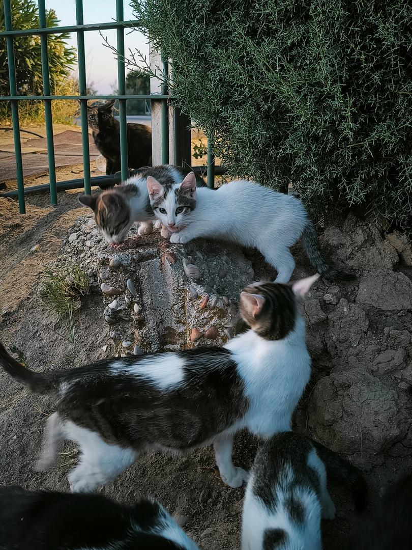 Cat colony 502