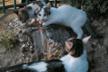 Cat colony 502