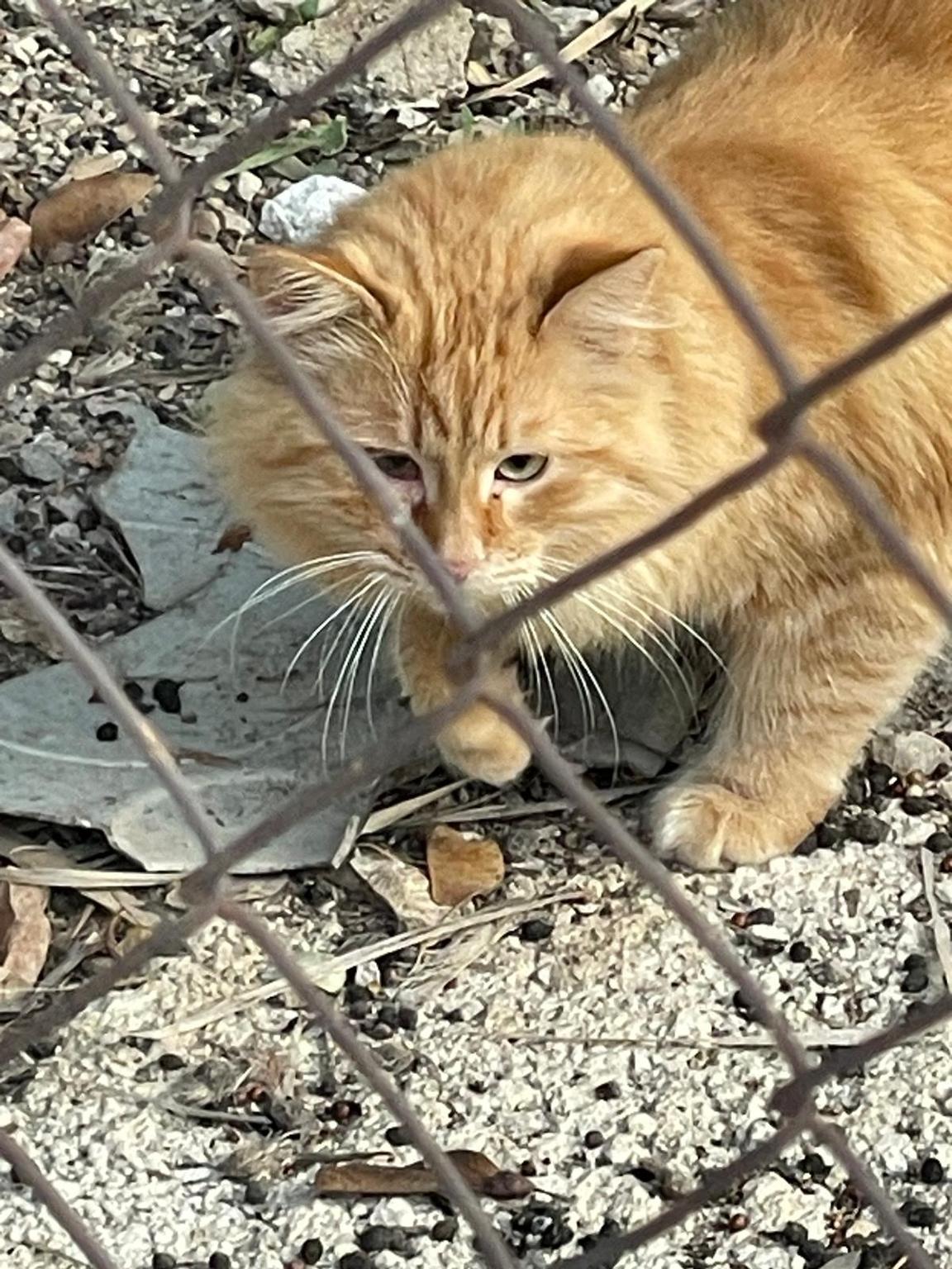 Huella jacarillense protección felina