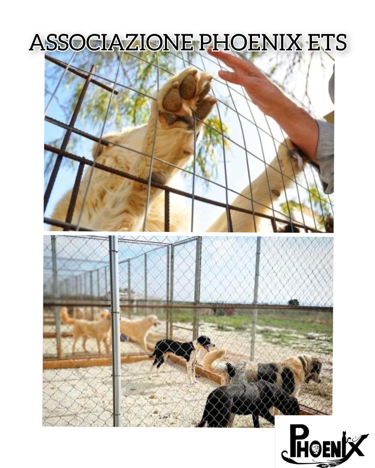 Sostieni l'associazione Phoenix
Puoi aiutare a salvare una vita.