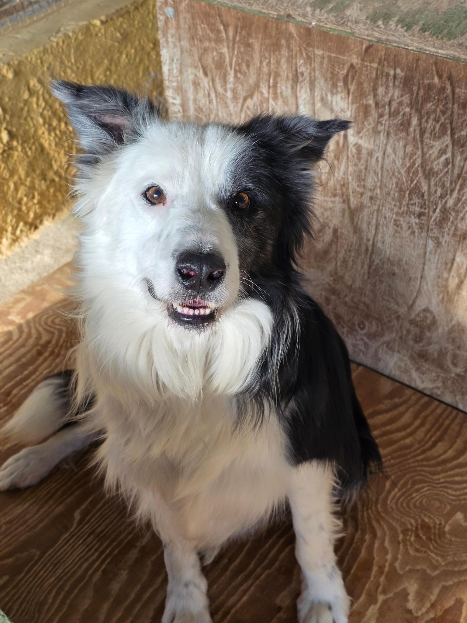 Rifugio Fata – Teaming 1€ al mese