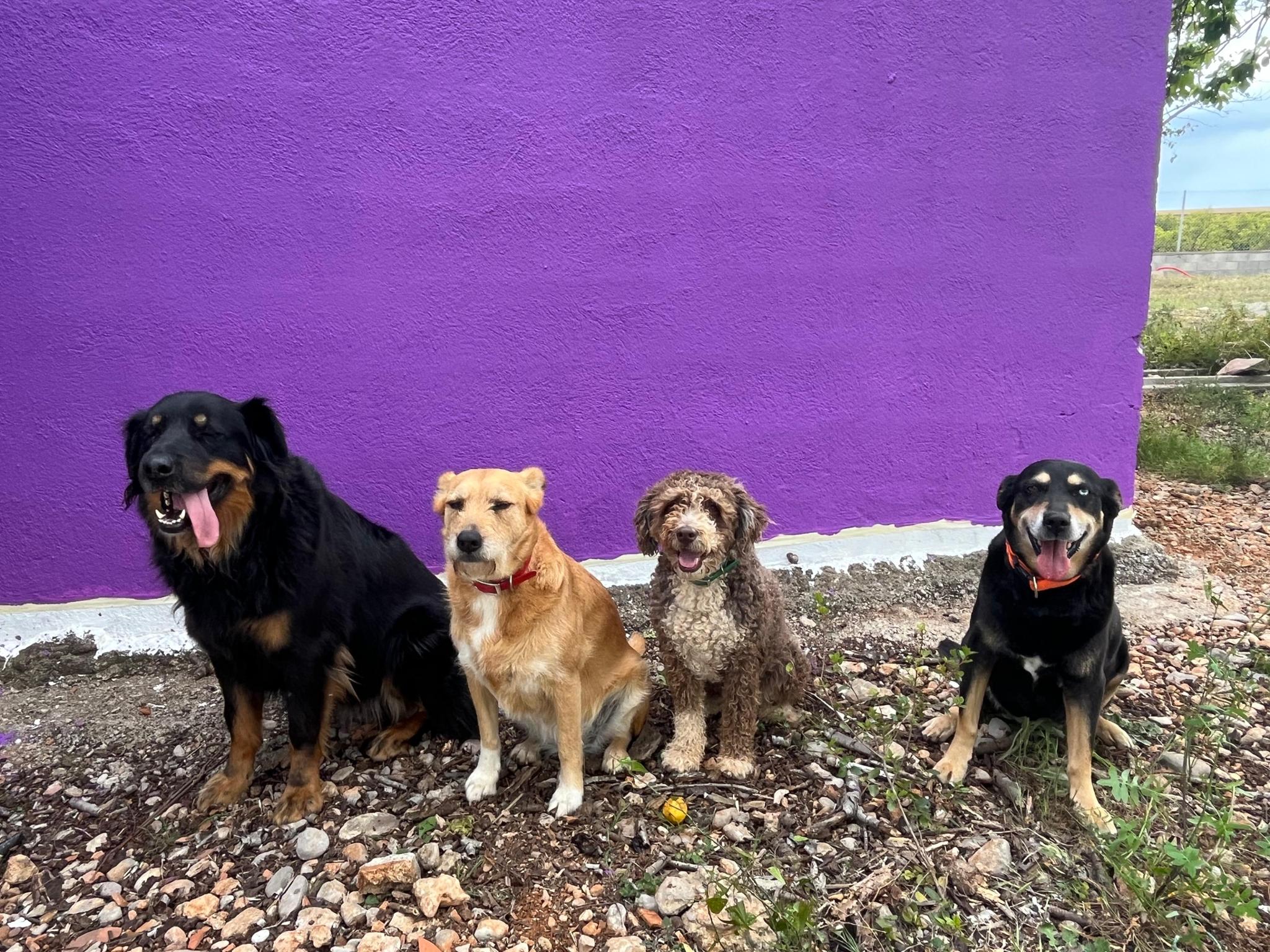 Finca-Chaos - Hundeseniorenheim mit Herz