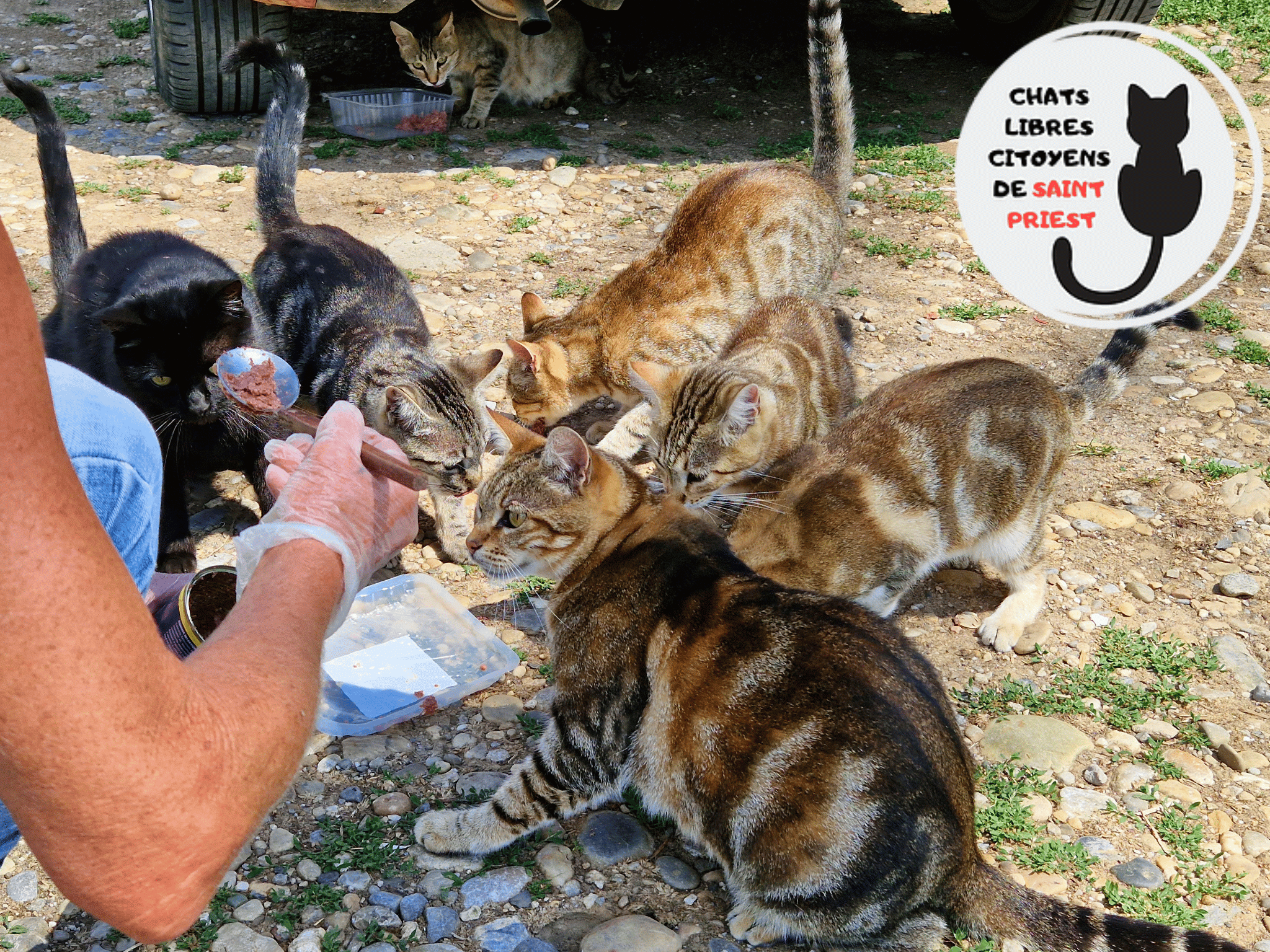 Collectif Chats Libres Citoyens de Saint-Priest