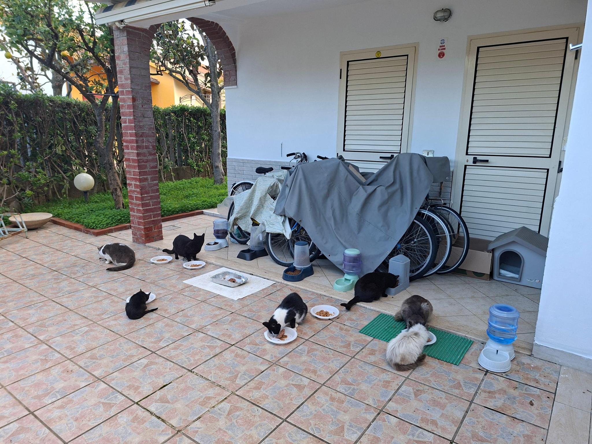 Aiutiamo I gatti di Marina di Sibari