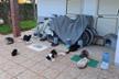 Aiutiamo I gatti di Marina di Sibari