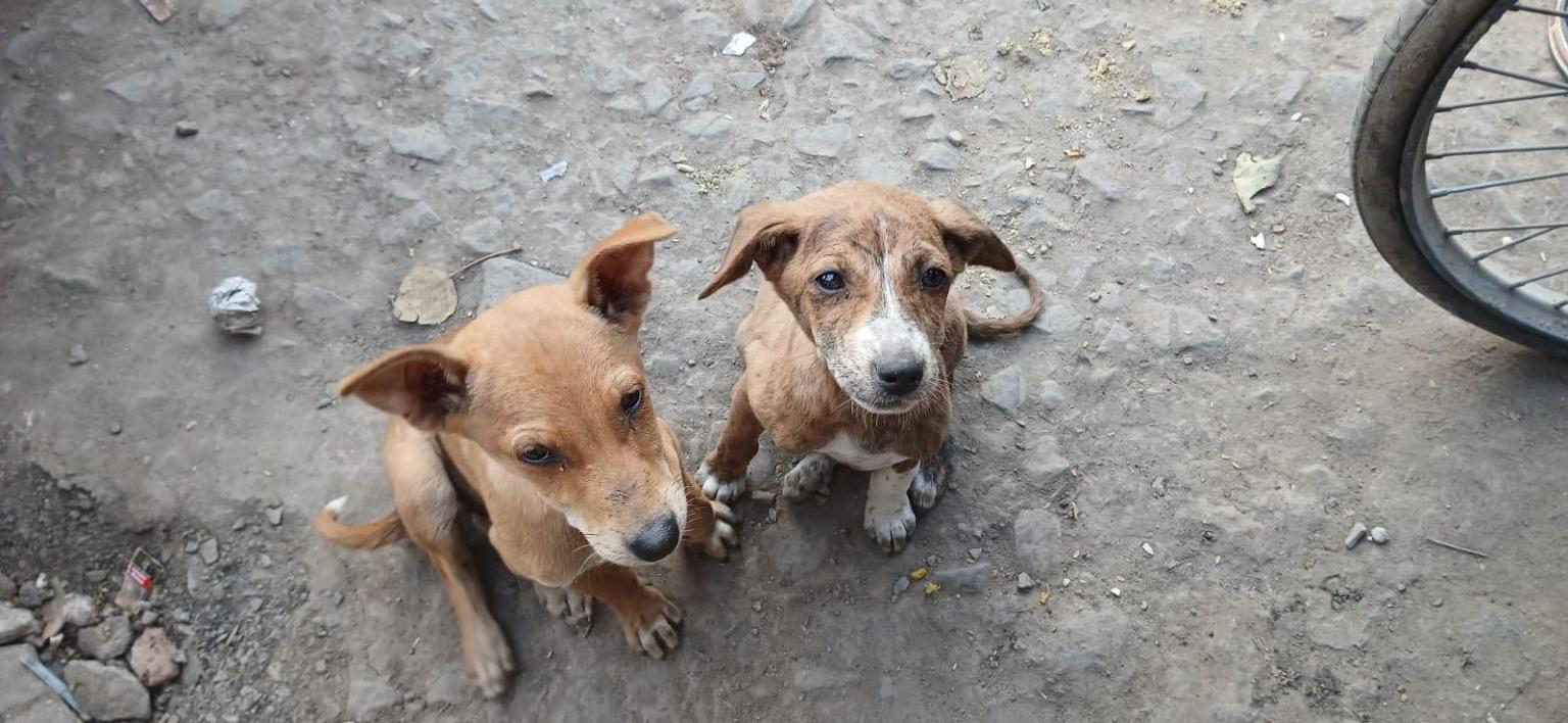 Streetdogs Benares