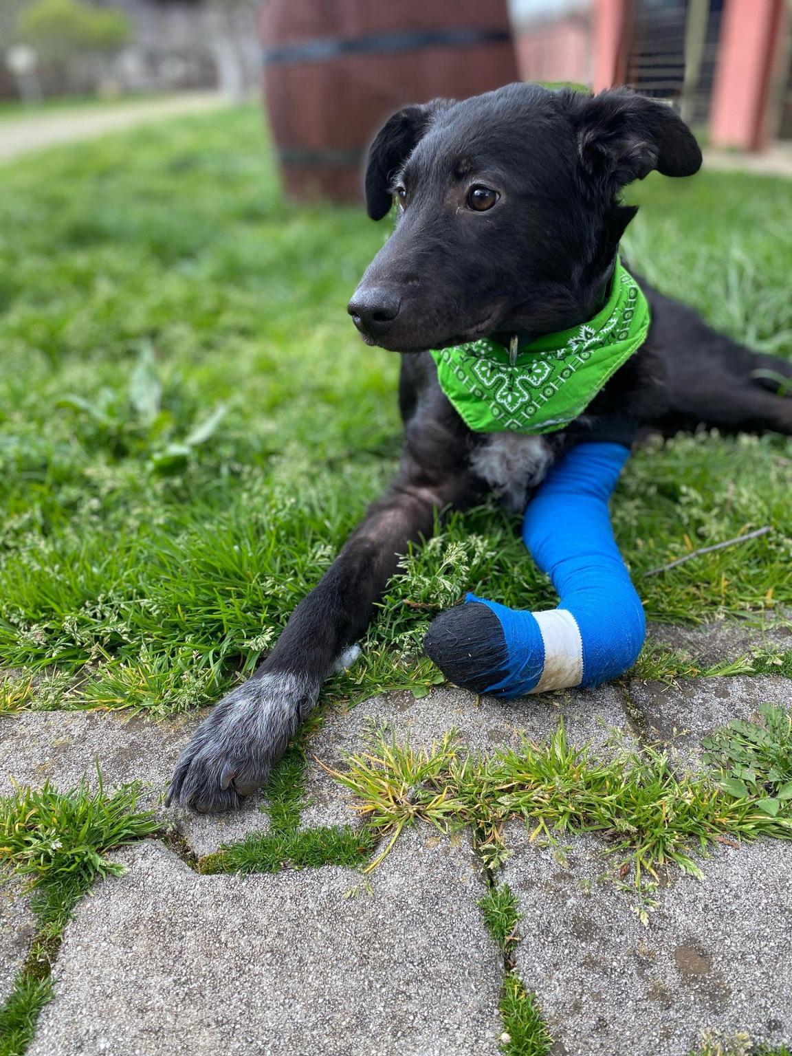 HOPE FOR DOGS BiH