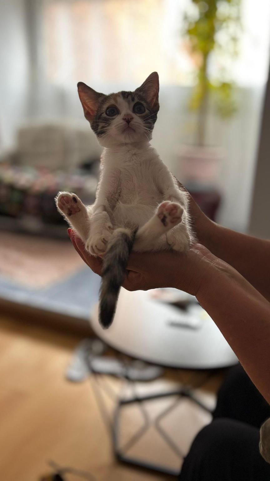 Agnes Hernandez Pujol