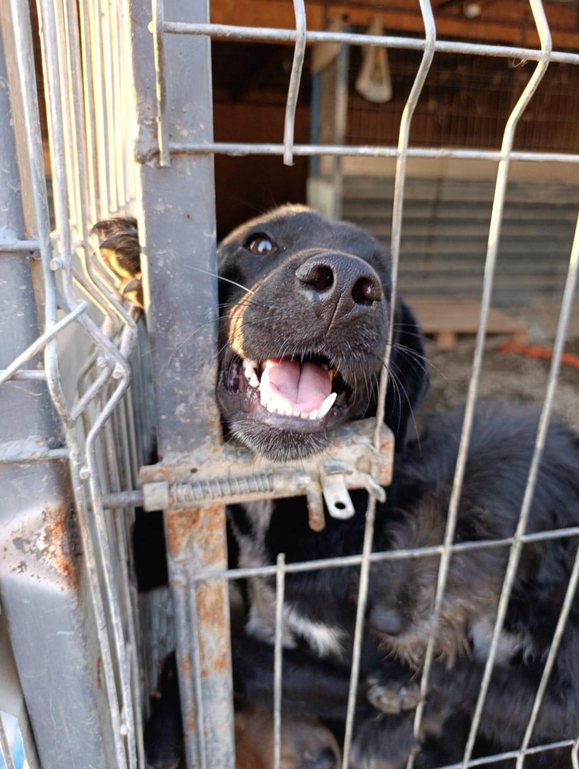 Les Pattes Oubliées