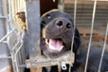 Les Pattes Oubliées
