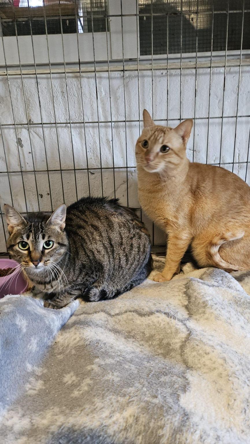 Das Tor von Los Barrios