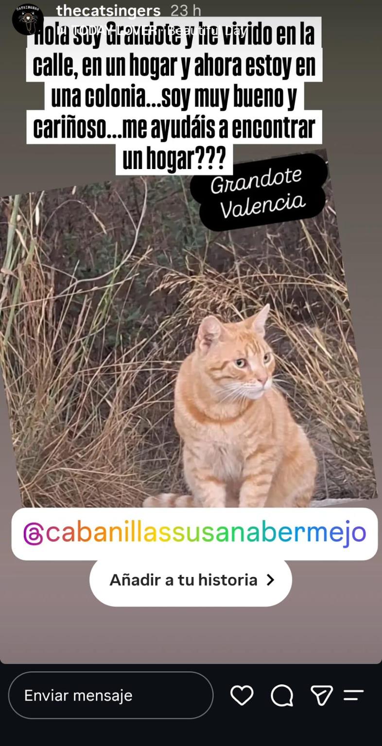 Conexion Felina M.