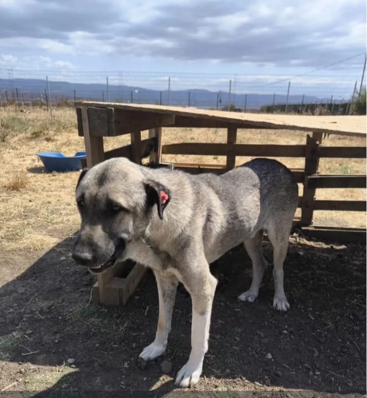 Tierschutzhilfe Türkei - unterstützte Gruppe von MATA e.V.