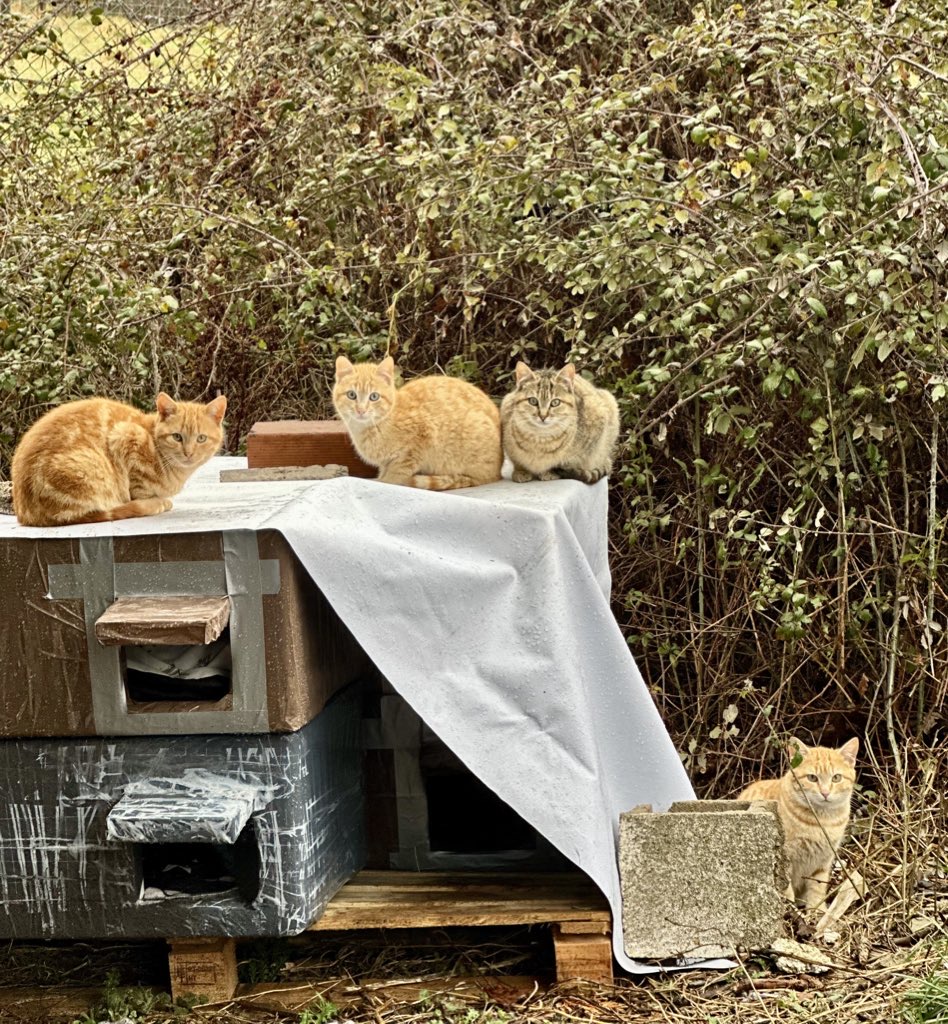Colonia Felina Punto&Aparte Sierra de Guadarrama