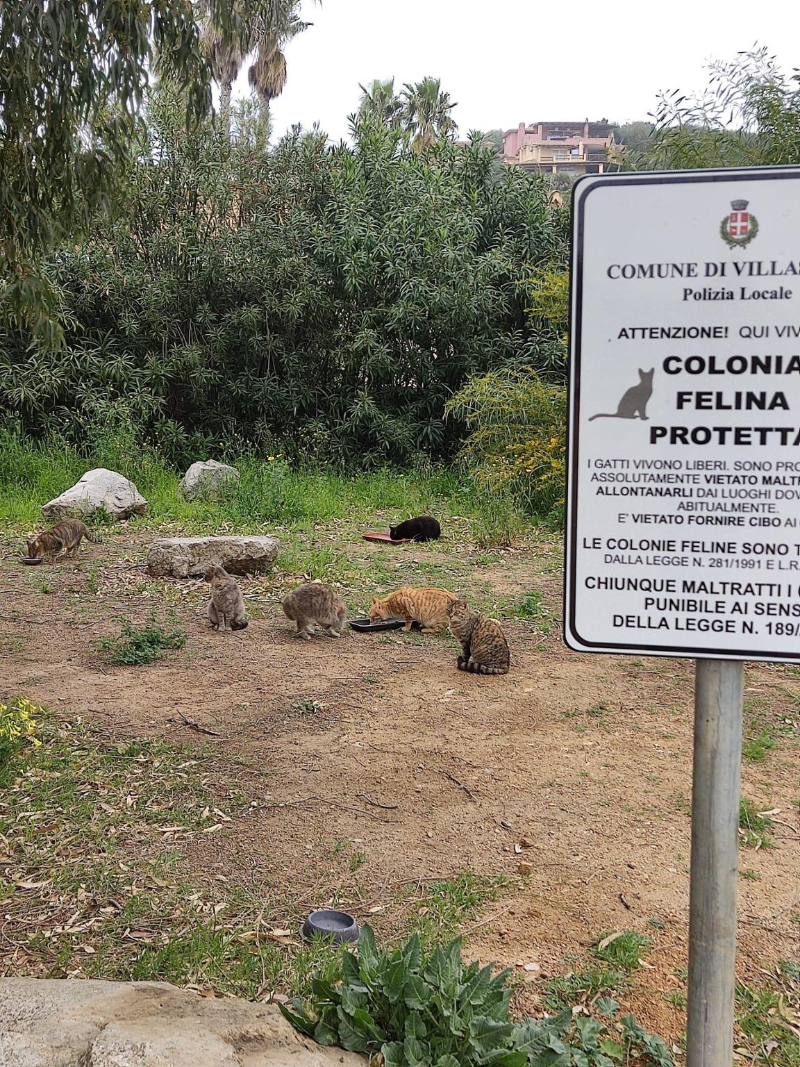 I Mici di Porto Giunco - Stray cats in Villasimius