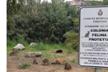 I Mici di Porto Giunco - Stray cats in Villasimius