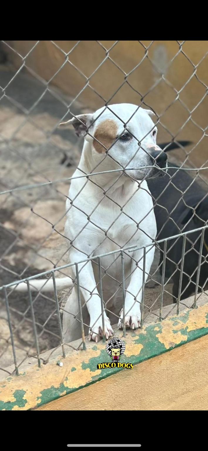 Asociación Disco Dogs Ibiza