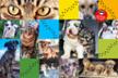 Spenden für Tiere in Not - Care for Animals