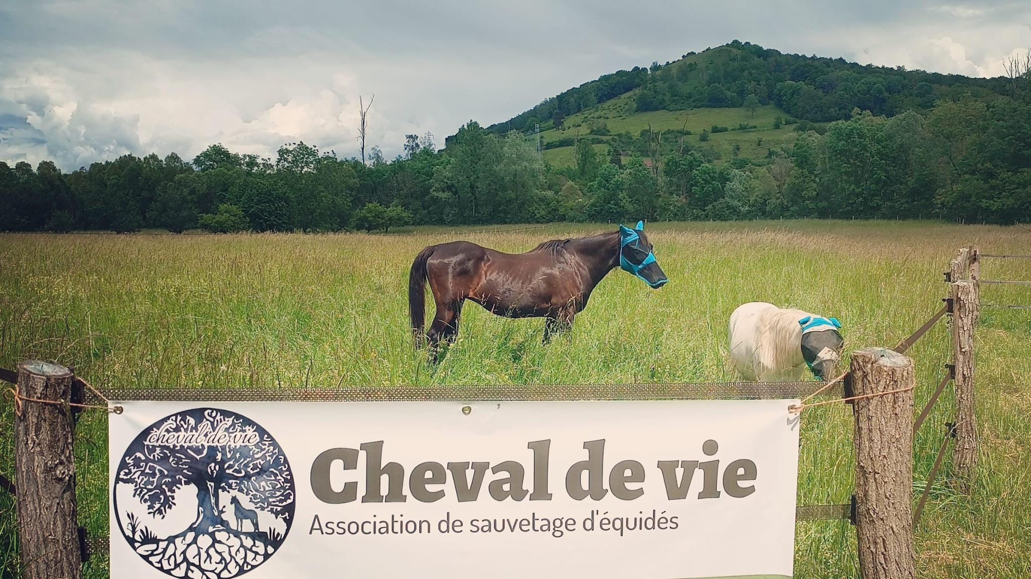 ✨Association CHEVAL de VIE ✨