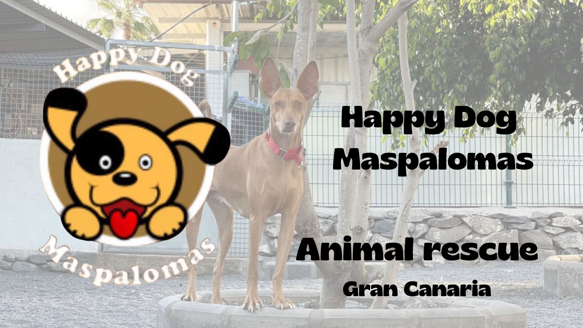Happy Dog Maspalomas Gran Canaria