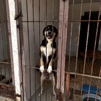 Tierschutz in Russland und Belarus