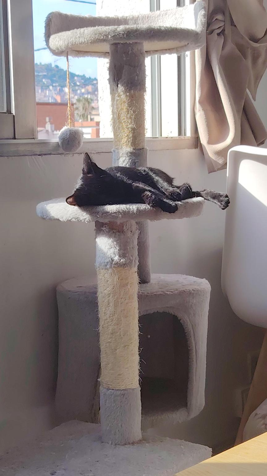 Necesitamos ayuda para 3 gatos que nadie quiere y adopté