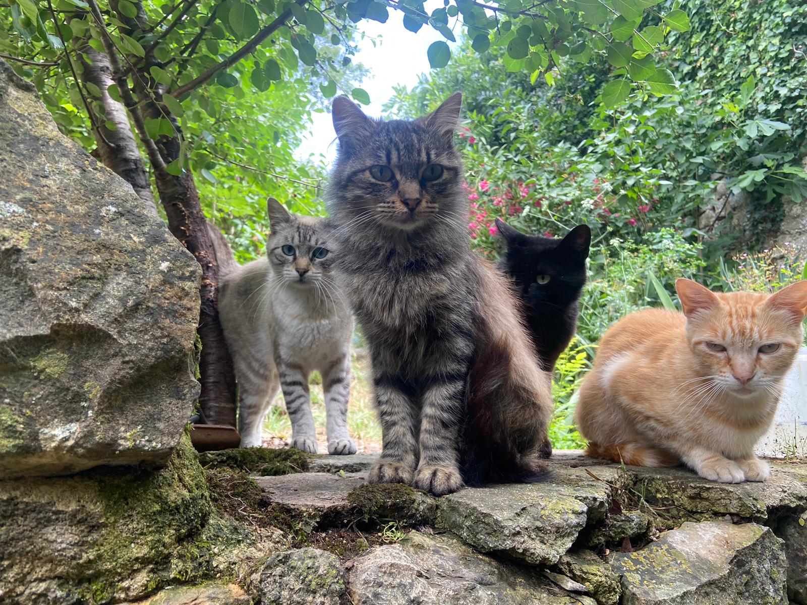 Les chats perchés de Mirmande
