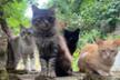 Les chats perchés de Mirmande