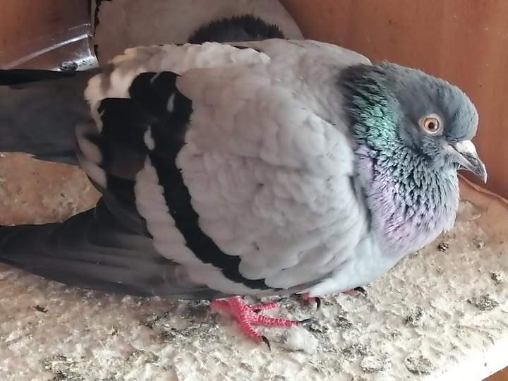 Barcelona pigeon Rescue