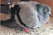 Barcelona pigeon Rescue