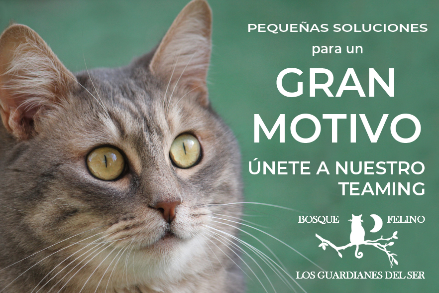 BOSQUE FELINO - Los guardianes del ser