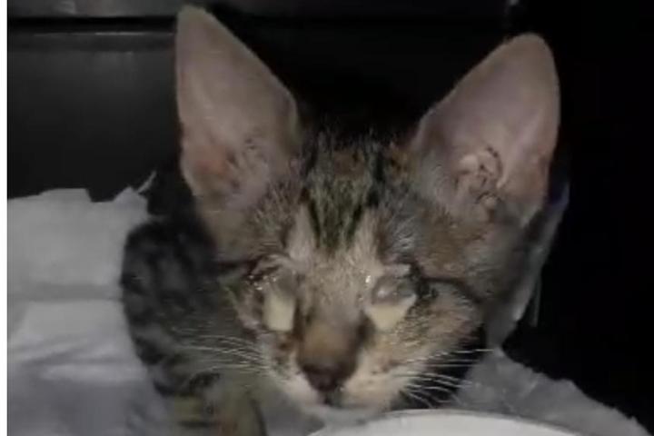 Pancini pieni e felici