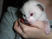 Adopciones Gatas Locas