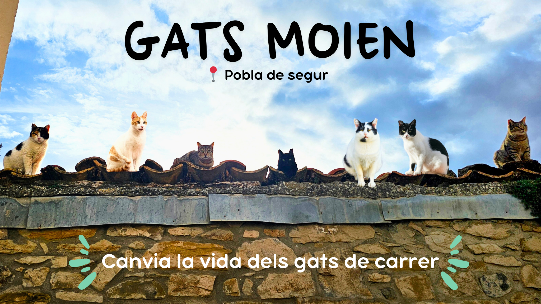 Moien, gats de carrer de la Pobla de Segur