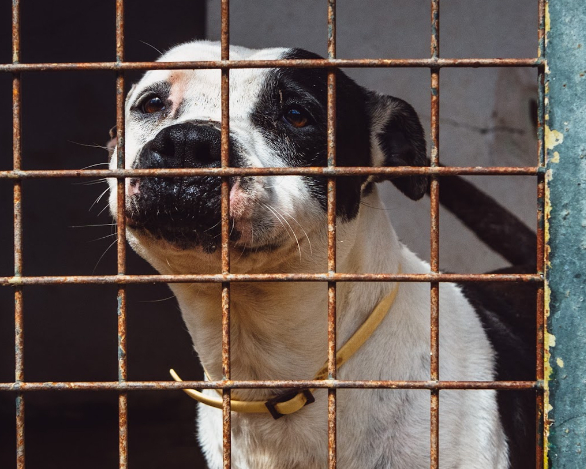 Proyecto perros que hablan