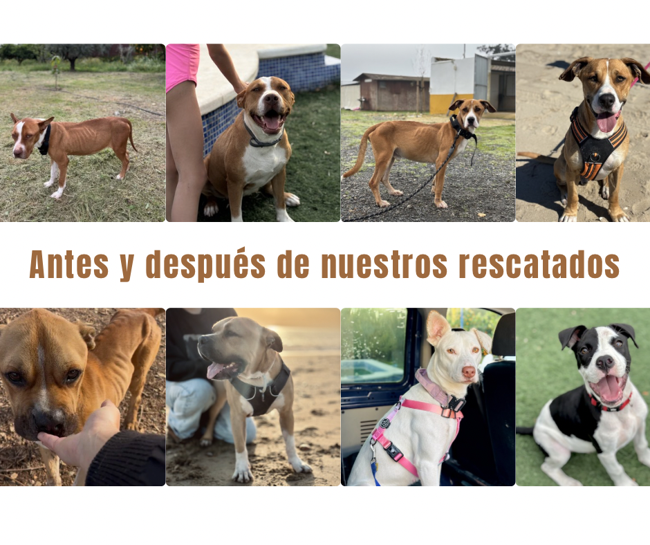 Proyecto perros que hablan