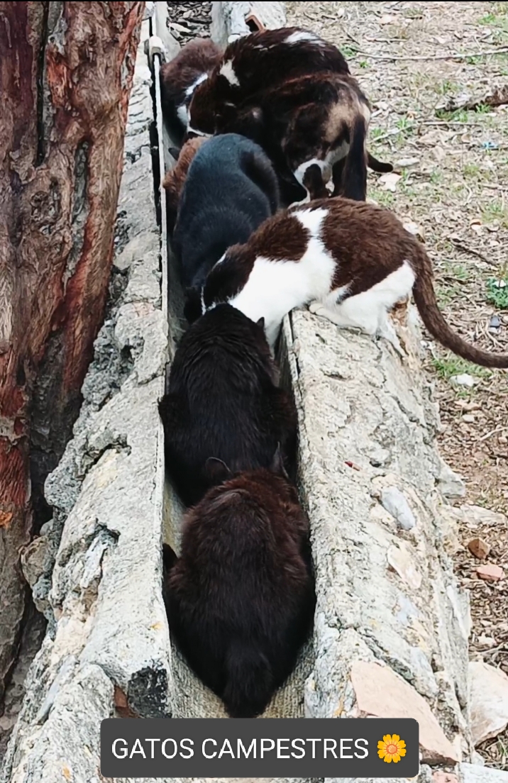 GATOS CAMPESTRES