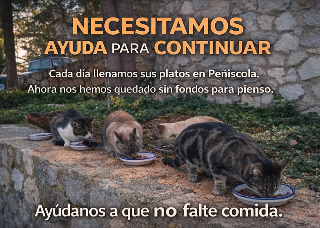 COMIDA para Proyecto CER Peñíscola