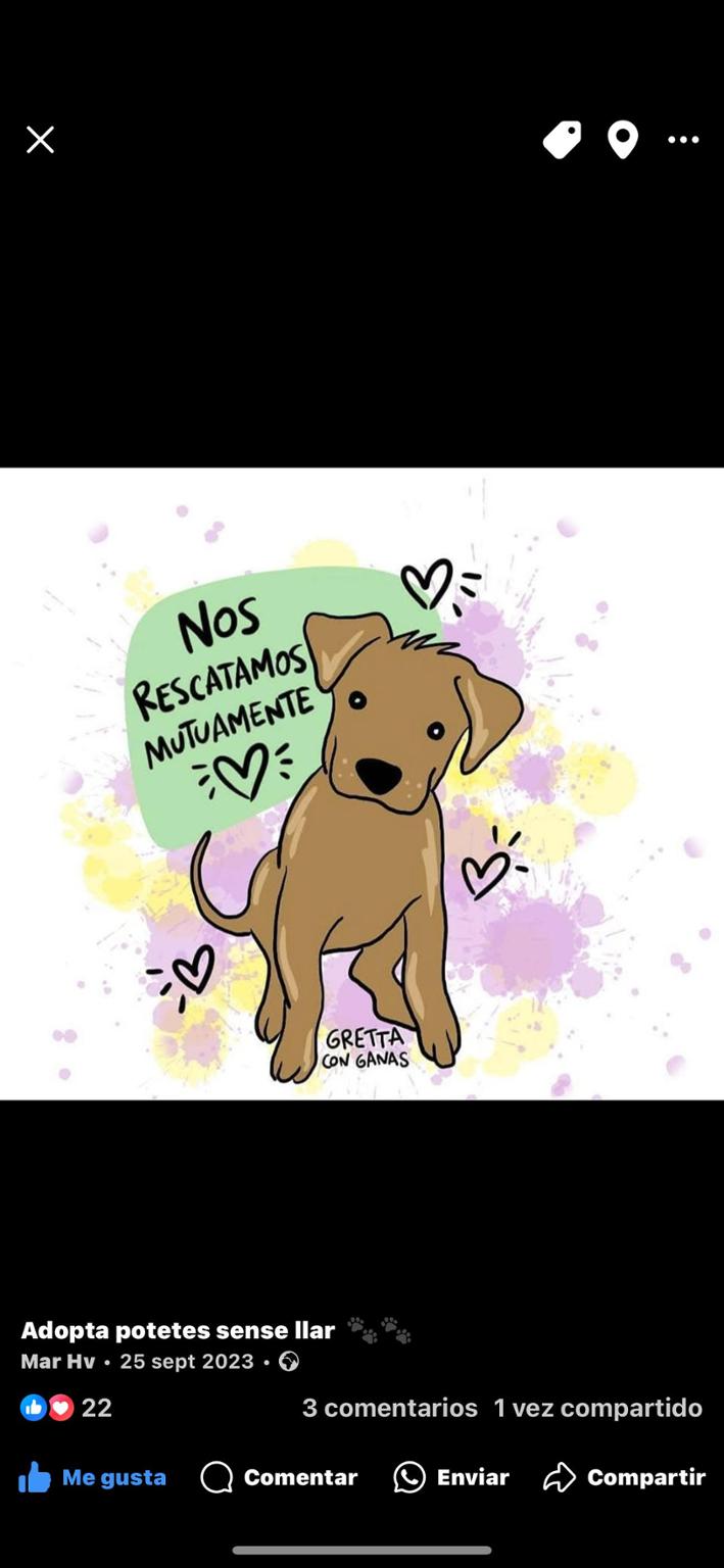 Adopta potetes sense llar ❣️