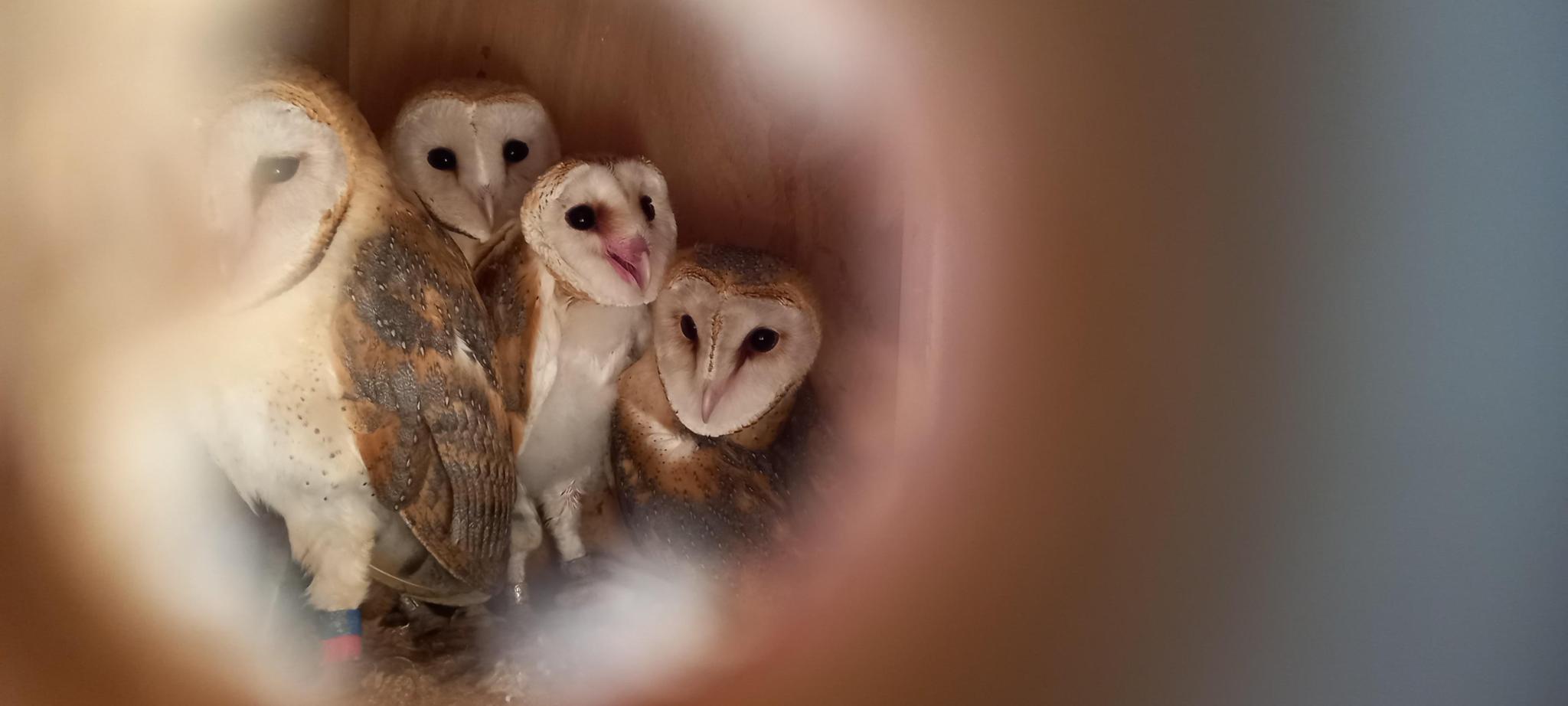 Proyecto Lechuza común (Parque Natural de Los Toruños)