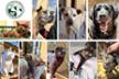 Society for the Protection of Animals and Plants of Mallorca