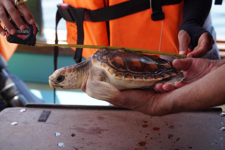 CEMMA: Sea turtles rehabilitation