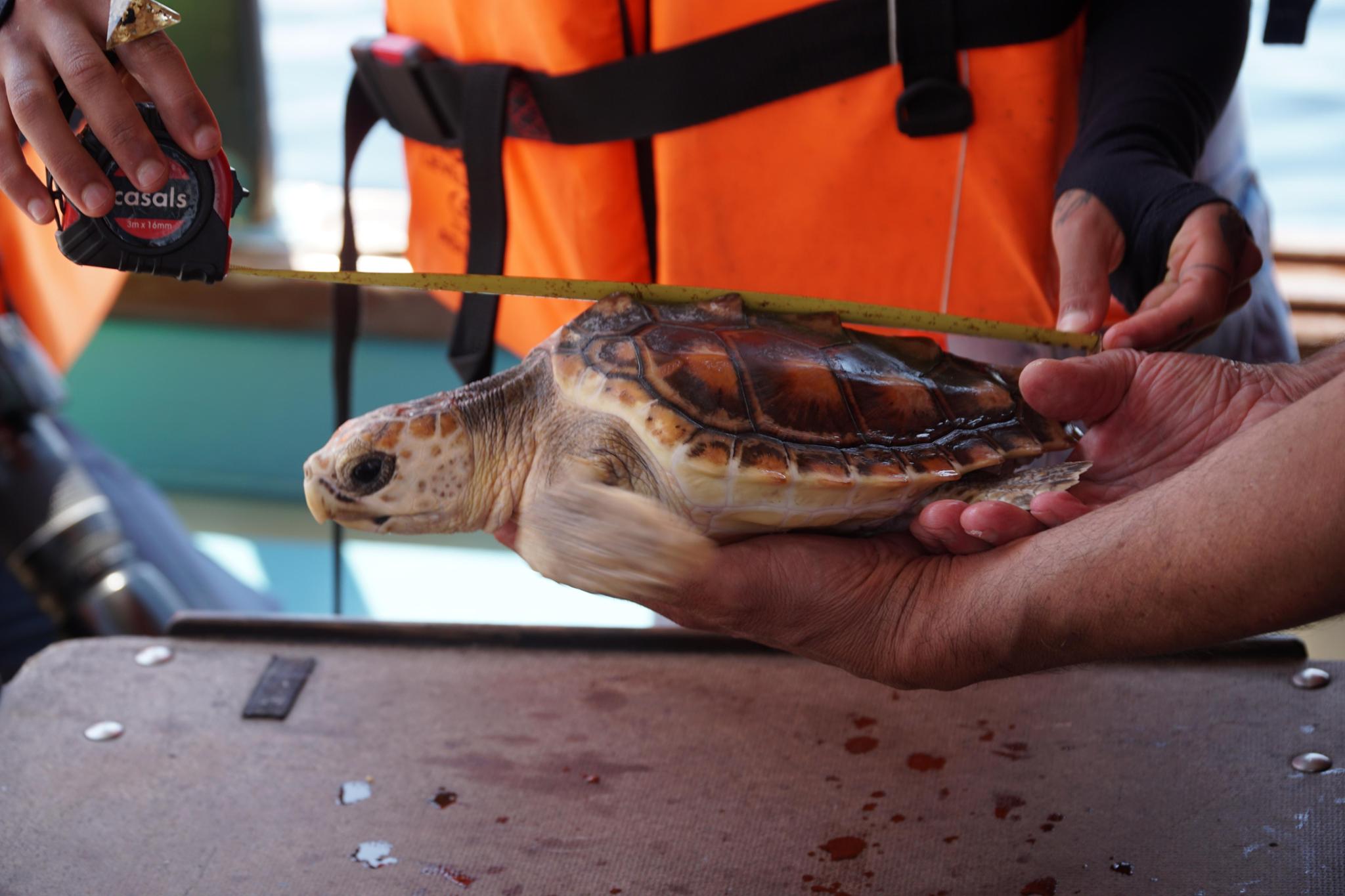 CEMMA: Sea turtles rehabilitation