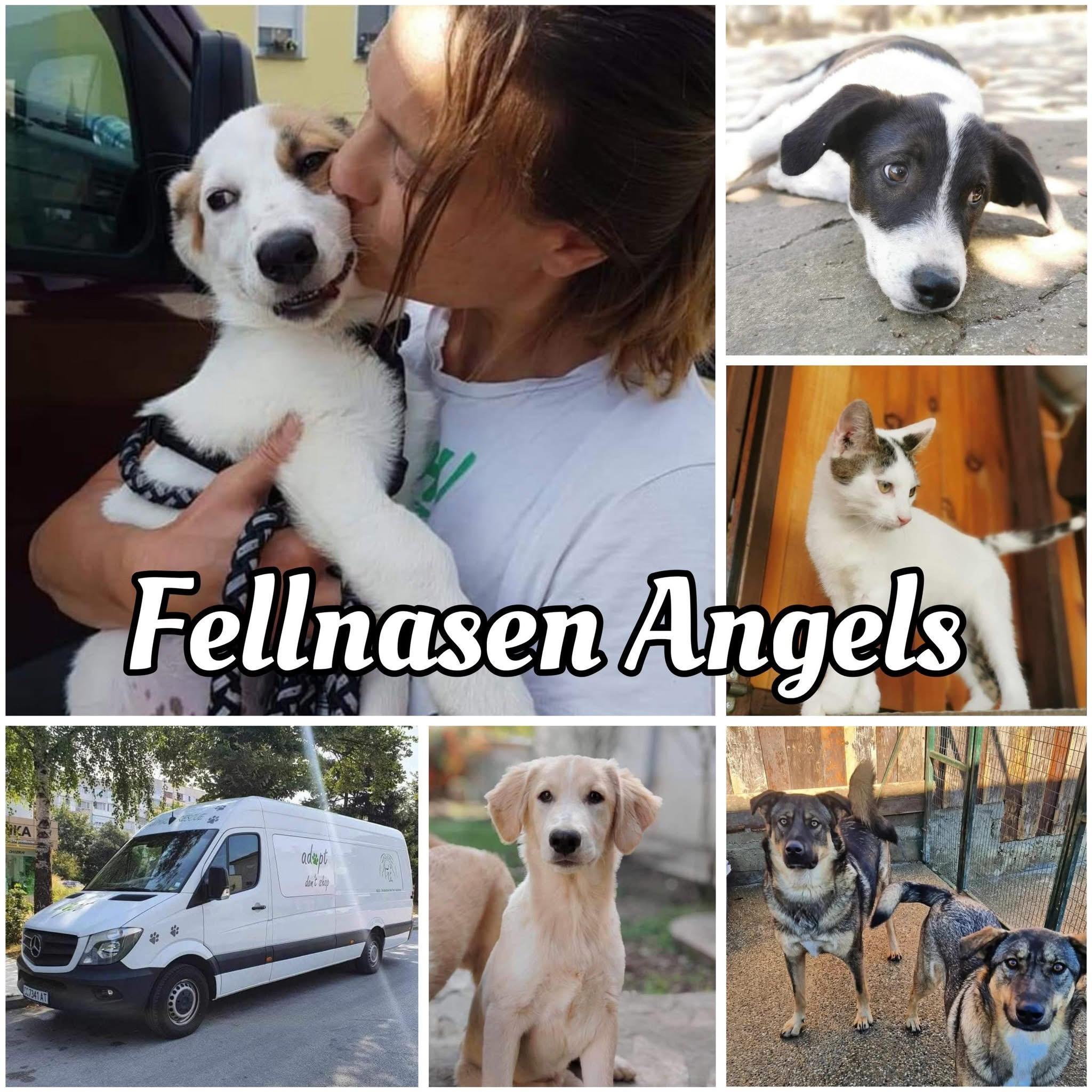 Fellnasen Angels