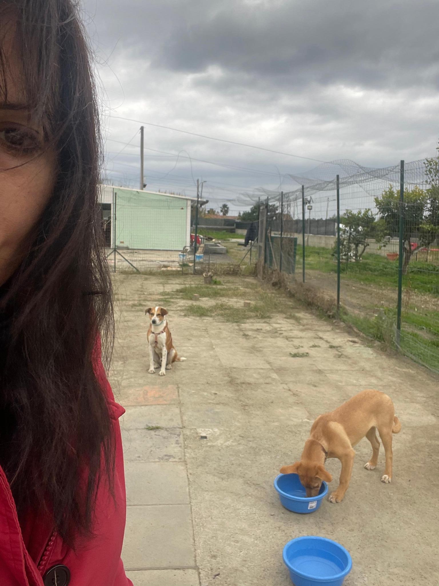 Aiuto cani gatti di Michela law
Giardini Naxos sicilia
