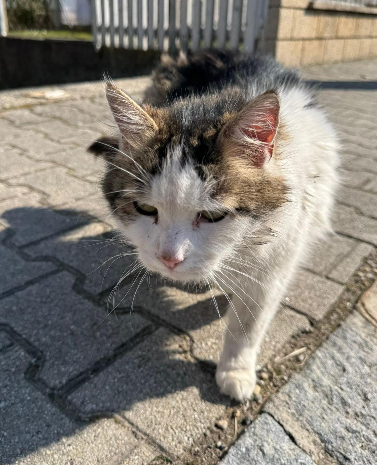 Tierfreunde Gänserndorf