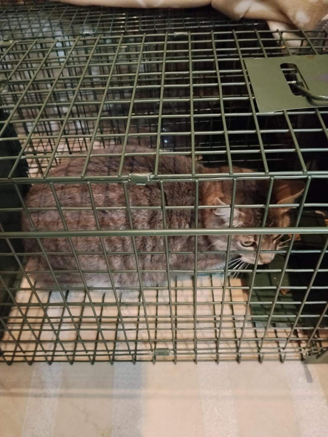 Associació Mixets del Carrer