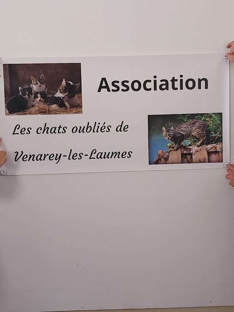 association les chats oubliés de venarey les laumes